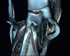深海巨兽-大王乌贼鱼
